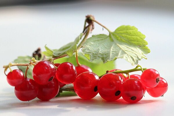 Délicieux syorodina rouge appétissant sur la table