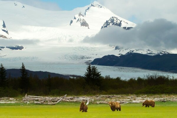 Ours bruns dans la nature luxueuse