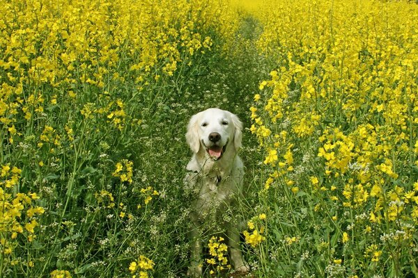 Nature. The dog is on the field. Agricultural industry