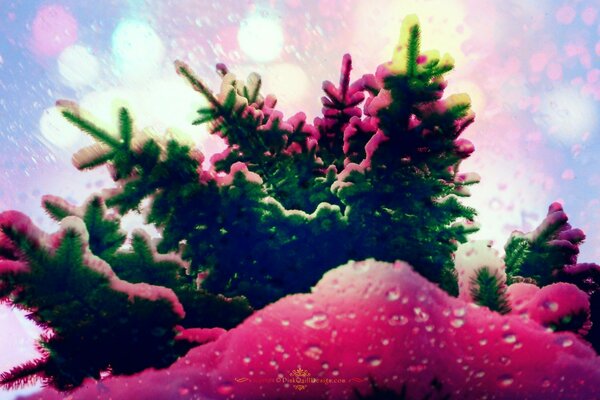 شجرة عيد الميلاد في وهج وردي