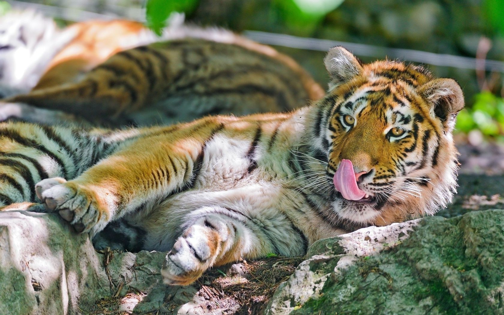 tiger tiger katze tierwelt säugetier zoo raubtier tier groß natur dschungel jäger wild fleischesser gefahr streifen porträt fell aggression kopf suchen