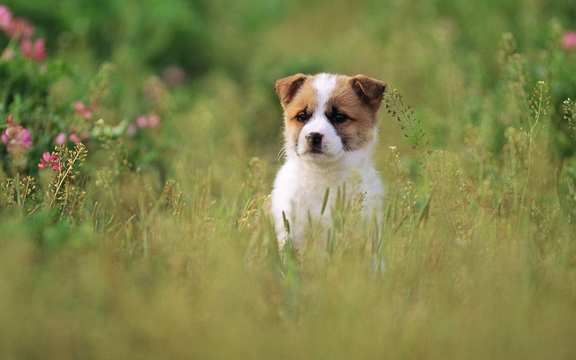 dogs animal grass mammal dog nature cute hayfield field outdoors little pet wildlife