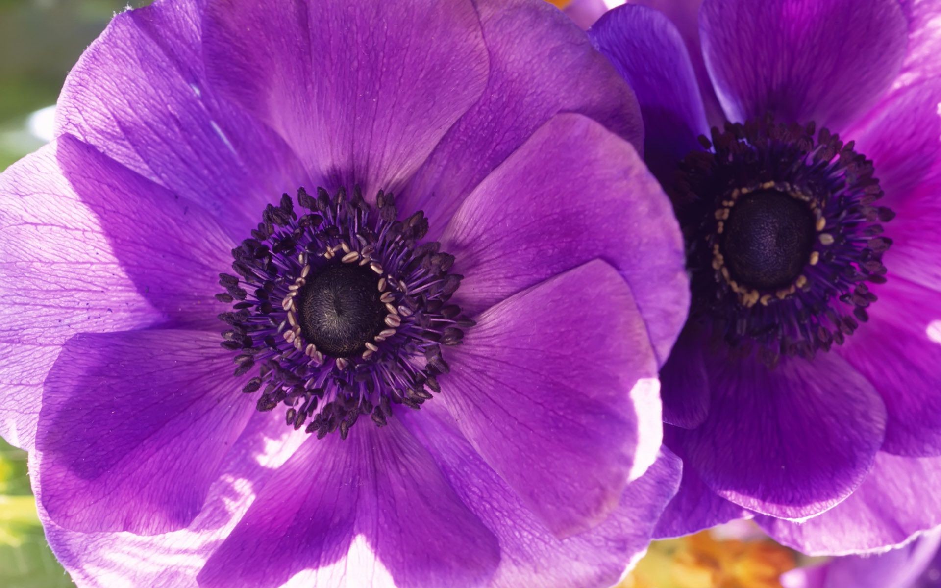 flowers flower flora floral nature petal garden blooming summer bright leaf color beautiful botanical close-up decoration violet