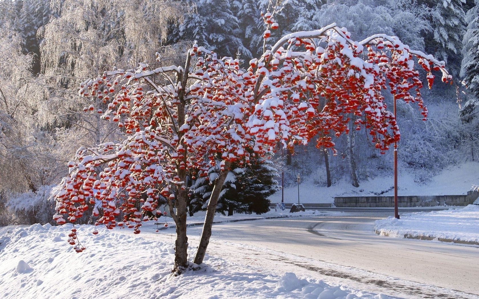 bäume schnee winter jahreszeit frost baum kälte landschaft eis wetter natur gefroren zweig im freien holz frostig schnee-weiß landschaftlich szene landschaft