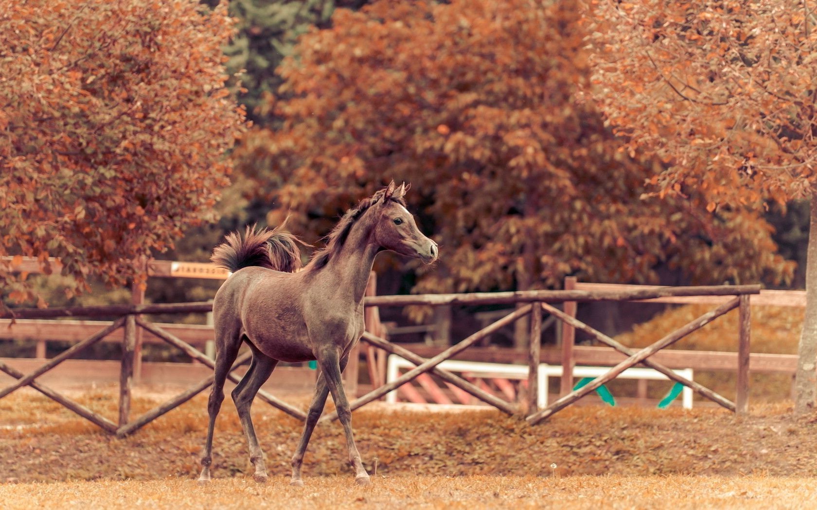 horses outdoors wood mammal nature fence cavalry one horse rural tree fall farm