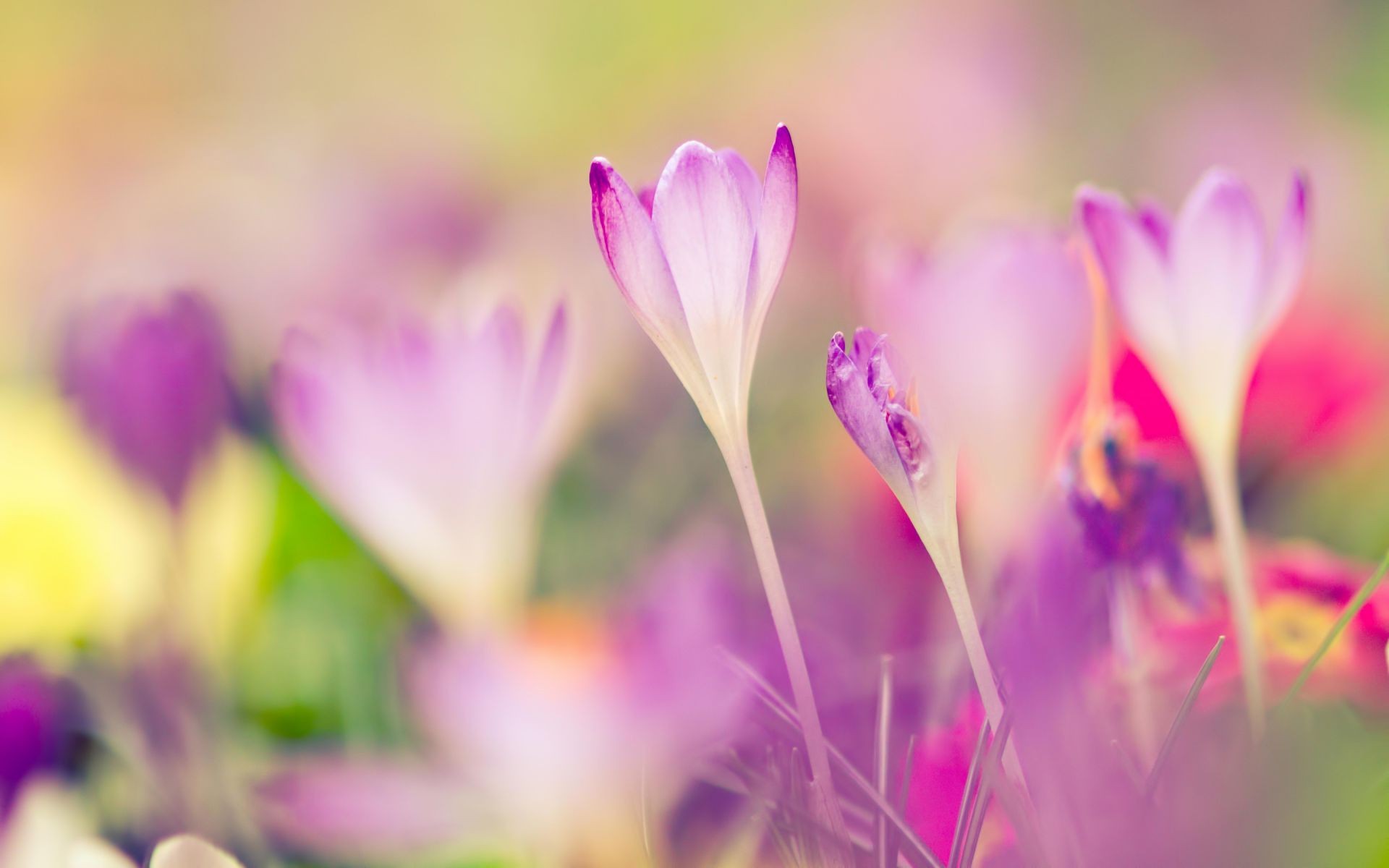 Blur crocuses macro Spring primrose - Phone wallpapers