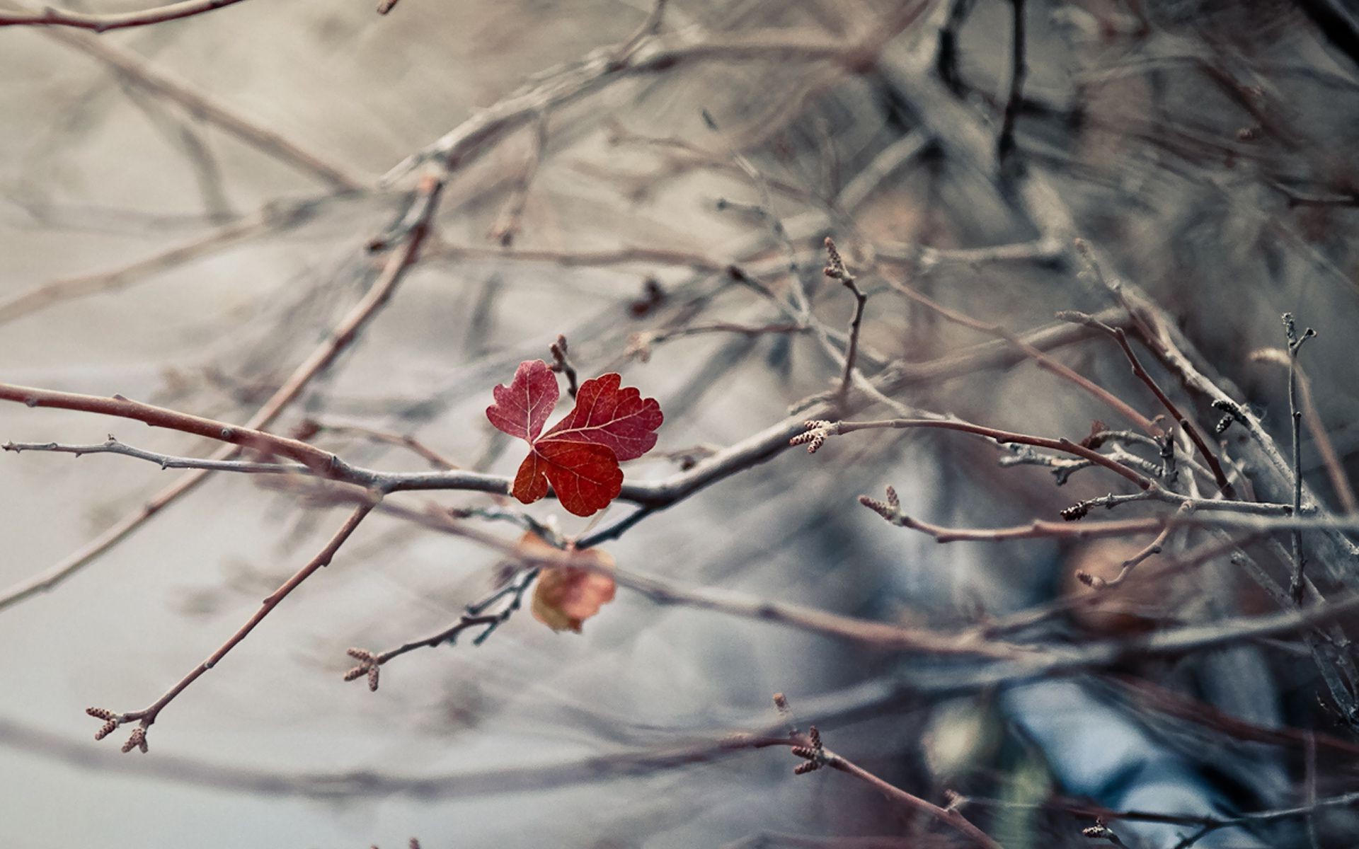 feuilles hiver neige gel nature arbre branche à l extérieur automne froid feuille glace bois fleur saison congelés