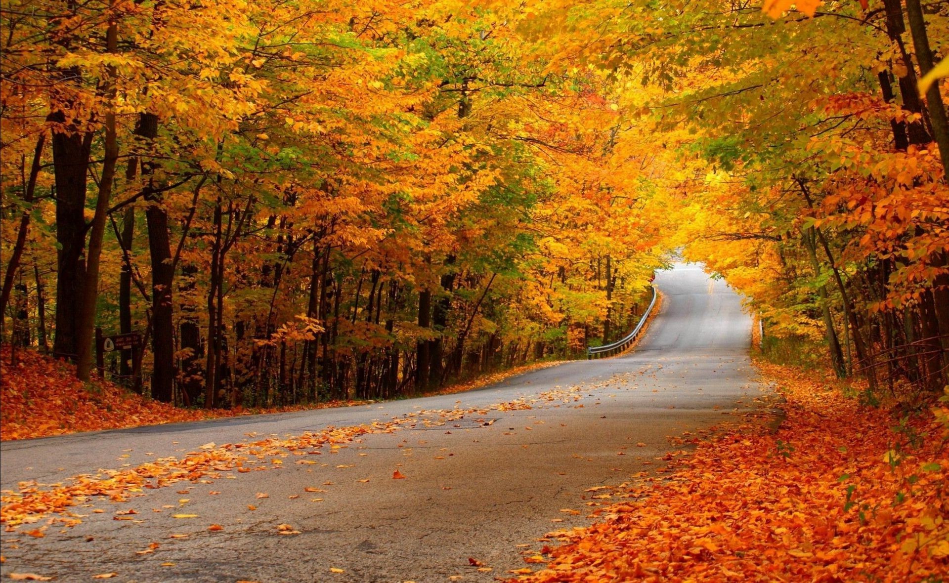 autumn fall leaf maple nature tree wood road landscape outdoors season scenic park