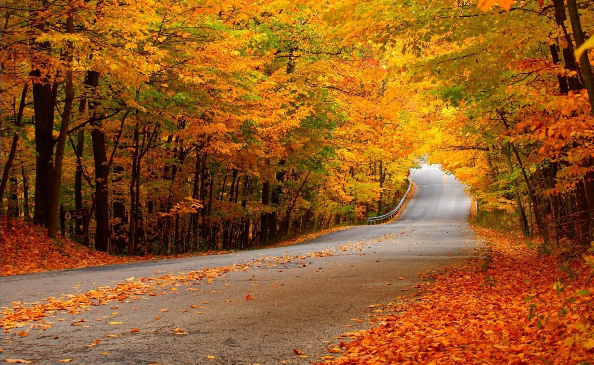 otoño otoño hoja arce naturaleza árbol madera carretera paisaje al aire libre temporada escénico parque