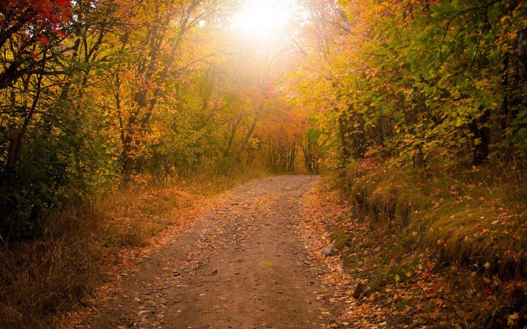 straße herbst landschaft holz holz blatt natur nebel nebel im freien dämmerung park