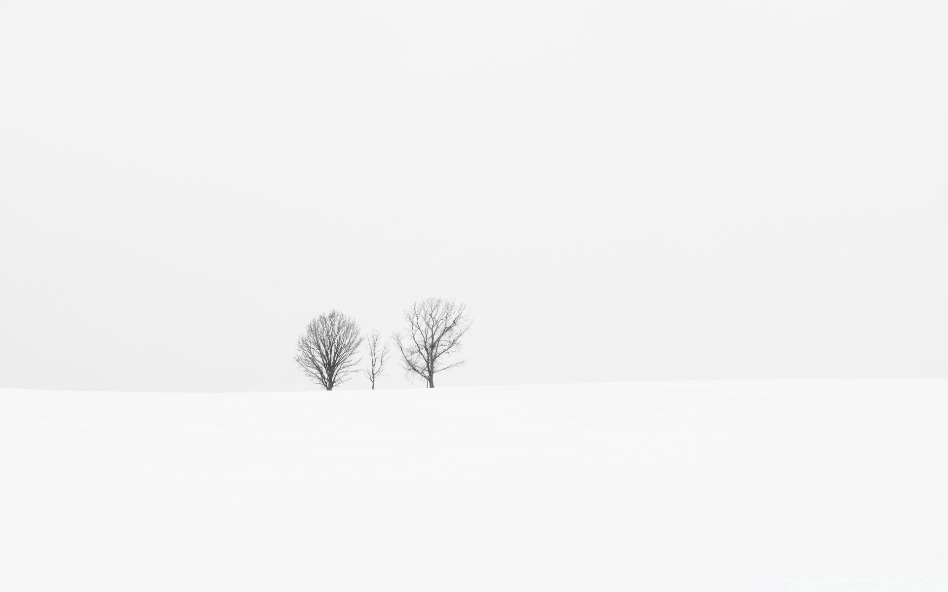 biała mgła drzewo zimowy krajobraz natura śnieg mgła zimna sztuka sylwetka monochromatyczny odkryty niebo światło ptak