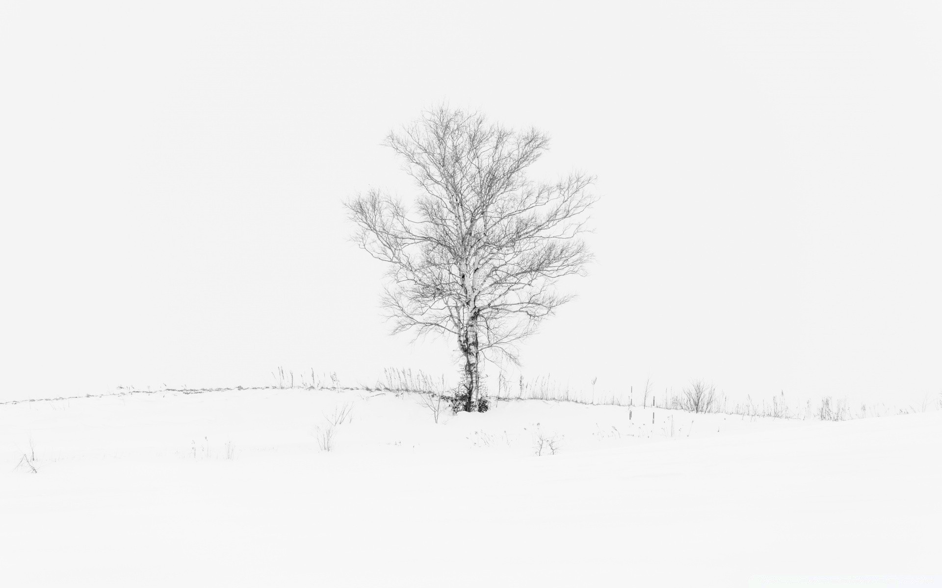 白 冬天 雪 冷 木 霜 雾 木 冻结 季节 天气 自然 景观 暴风雪 分支 雾 一 孤独 冰