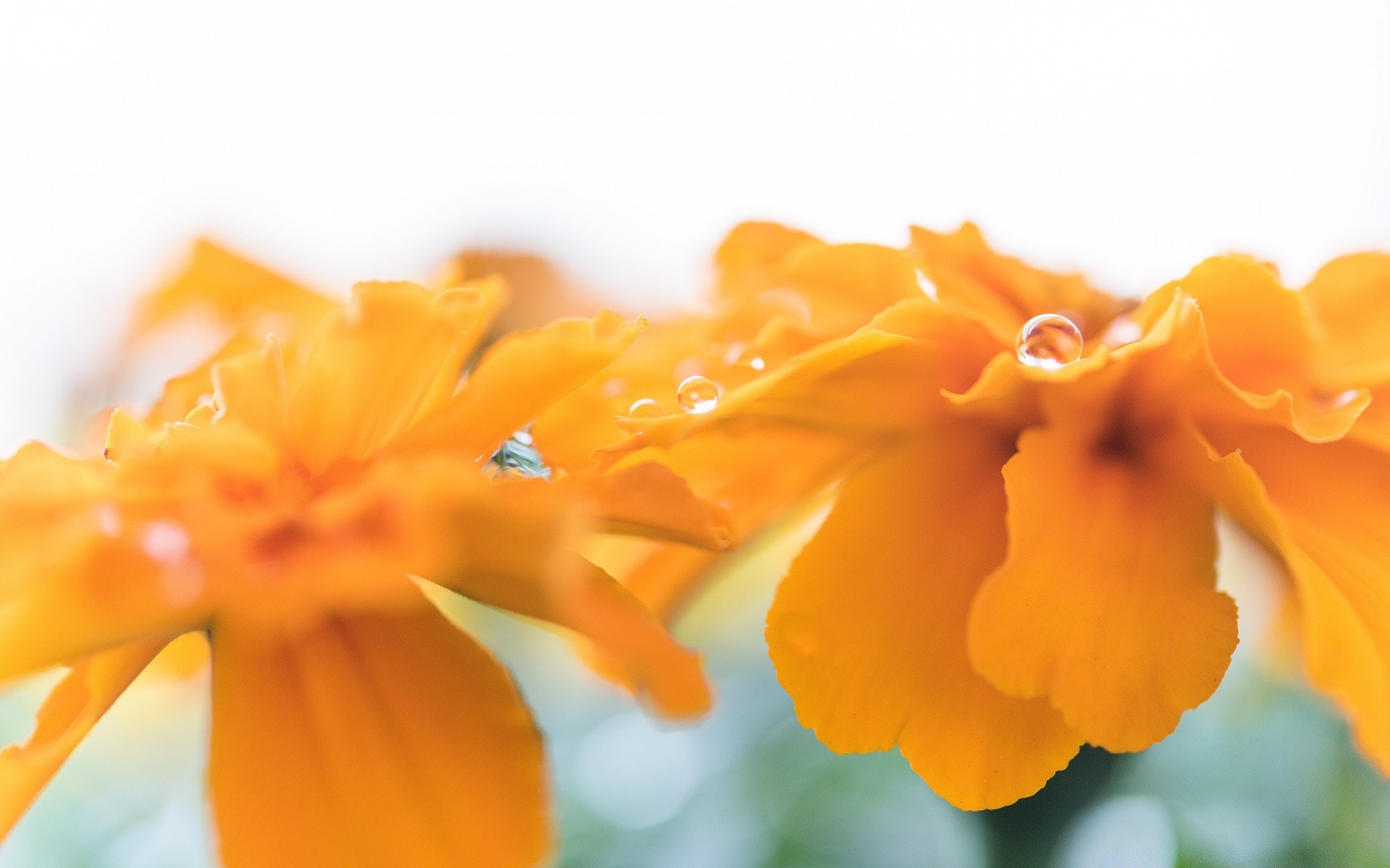 weiß blume natur flora blatt sommer garten unschärfe farbe hell schließen blütenblatt blumen schön blühen jahreszeit gutes wetter