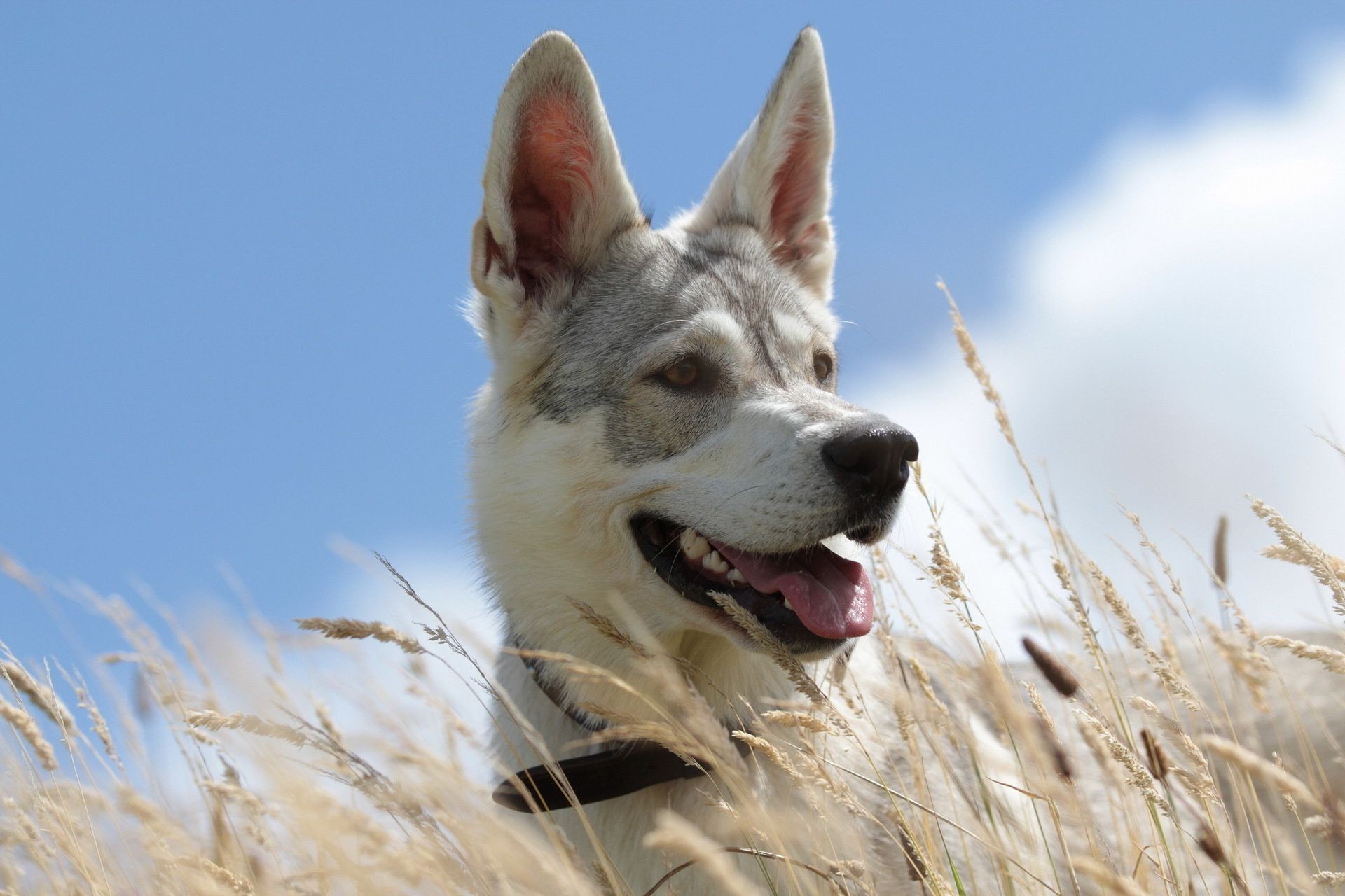 chien chien cynologue mammifère animal de compagnie portrait nature animal mignon à l extérieur