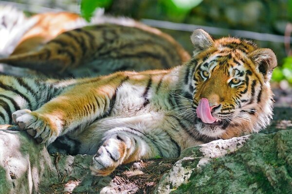 A wild tiger is lying on the rocks