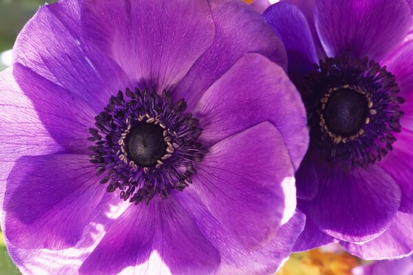 Mohnblume Nahaufnahme lila zwei Blüten Blütenblätter