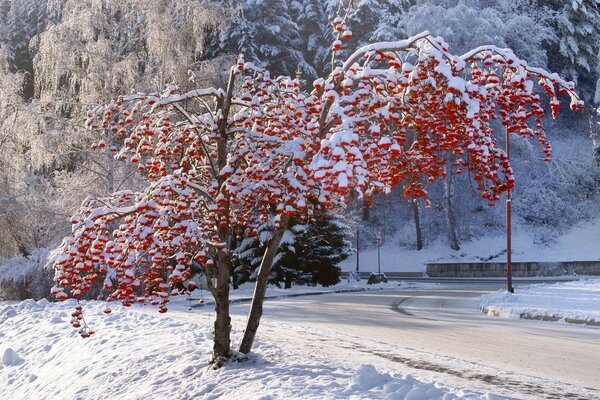 路旁雪地里的一棵树。 冬天和霜冻