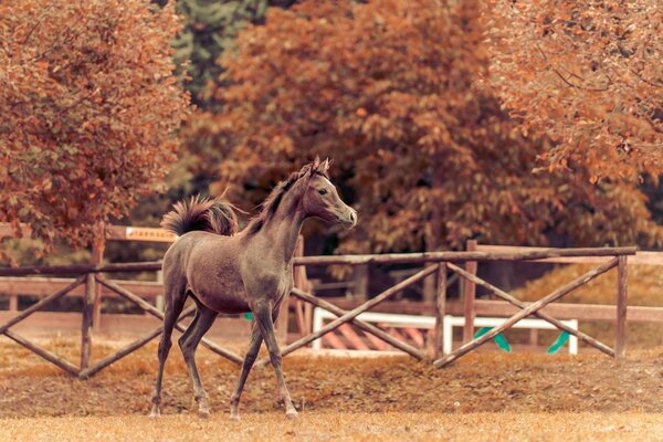 Beautiful photo of a horse on an autumn background