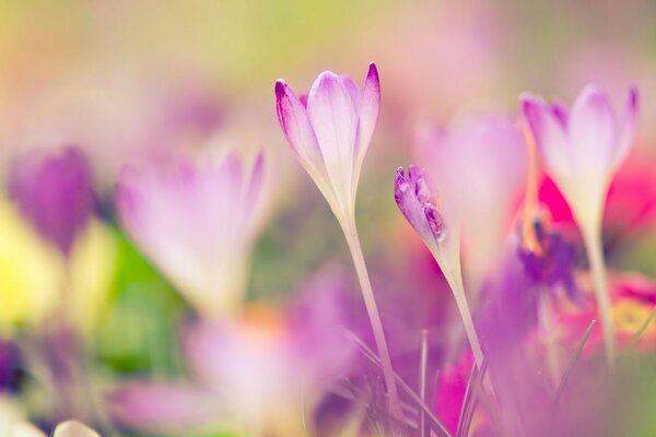 Kleine süße Blumen