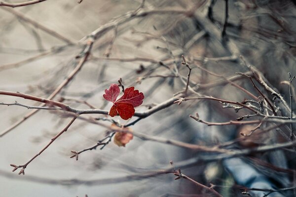 Das letzte rote Blatt am Baum