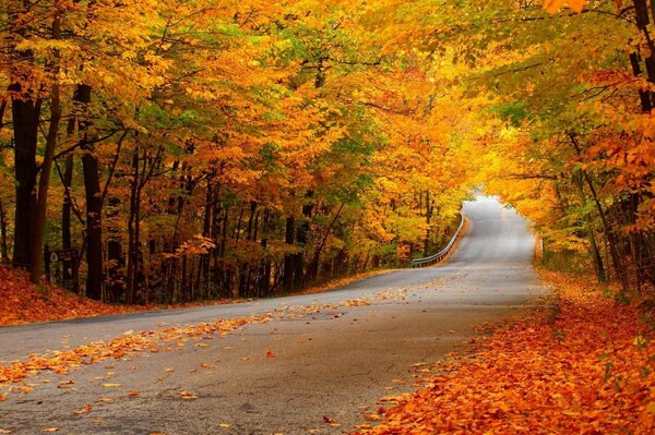 Die lange Straße ist mit Herbstkeil und Blättern gesäumt