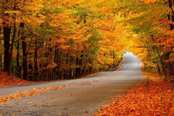 Un largo camino salpicado de hojas y hojas de otoño