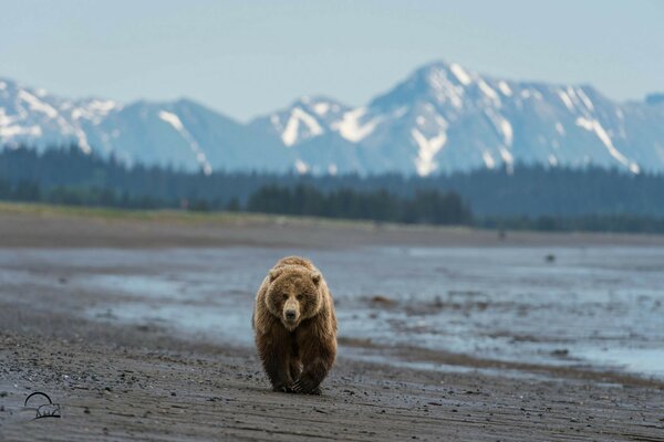 No fundo das montanhas, um enorme urso