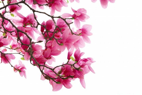 Beautiful pink flower on a white background