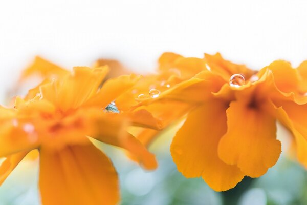 Orangefarbene Blüten mit Tautropfen