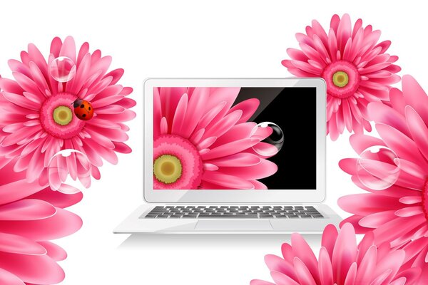 Rosa Blüten auf weißem Hintergrund am Laptop