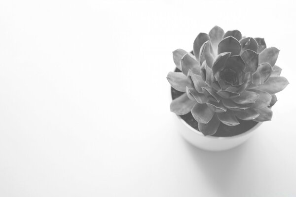 Siyah beyaz bir arka plan üzerinde bir tencerede çiçek