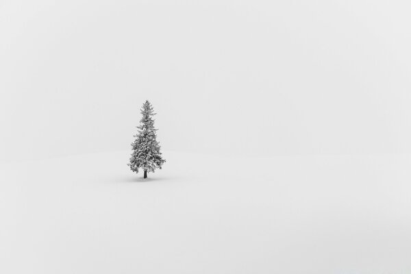 在白色背景上的雪地里孤独的冷杉树