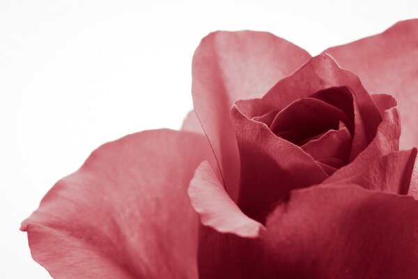 Fiore di rosa rossa in natura