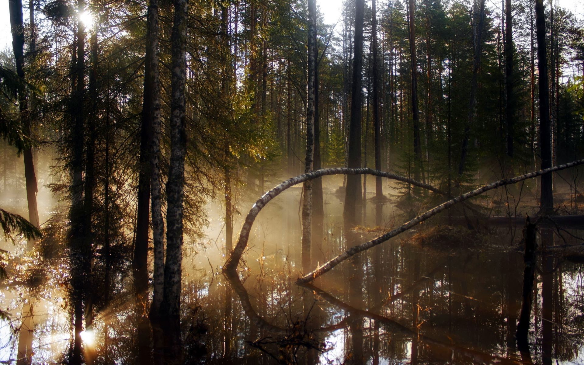 las drewno drzewo natura krajobraz mgła mgła światło świt jesień środa park na zewnątrz woda zima iglasty liść sosna dobra pogoda słońce