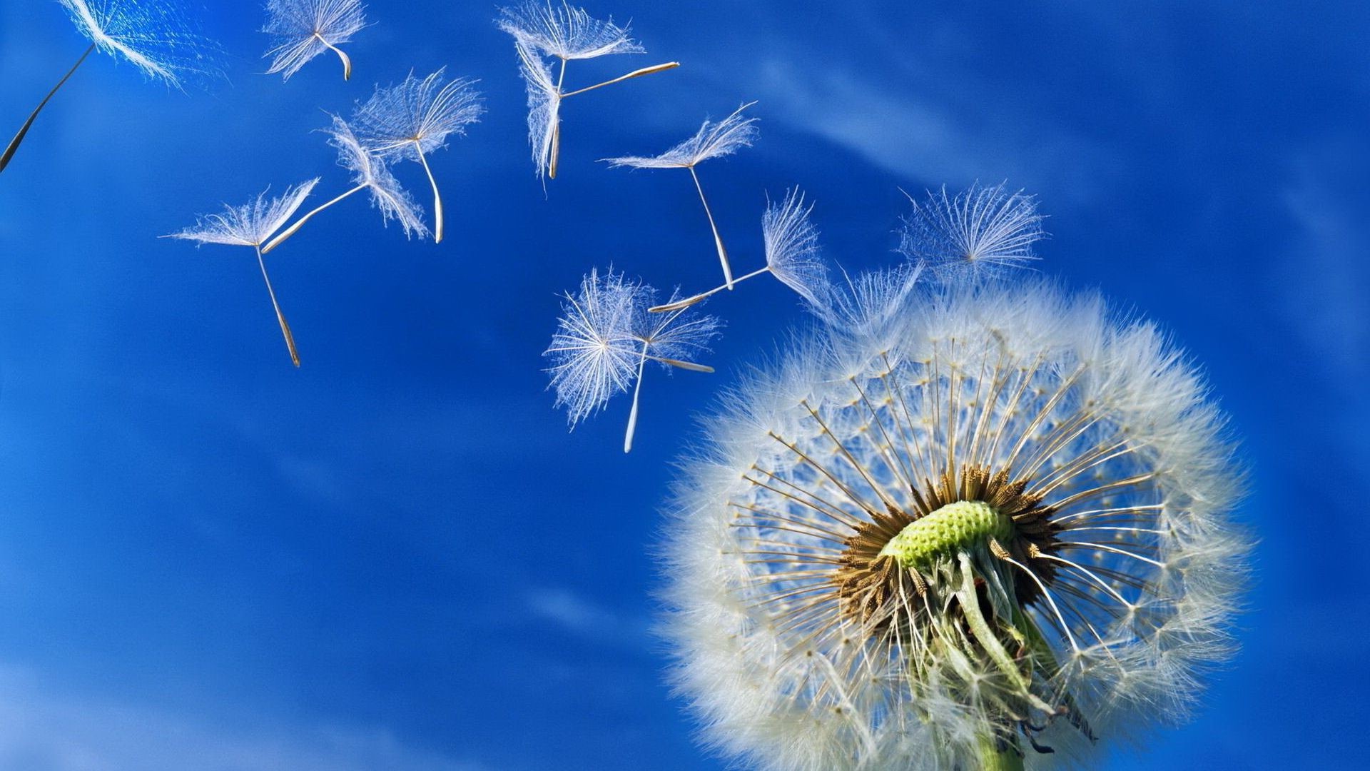 flowers downy nature dandelion summer sky growth flower wind outdoors bright season flora seed delicate fair weather light environment