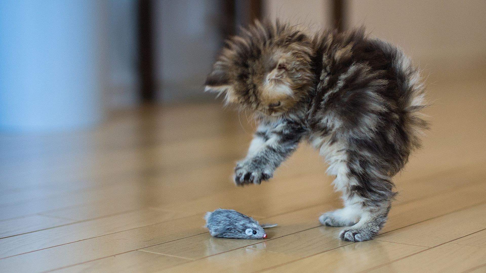 katzen katze säugetier niedlich porträt haustier unschärfe