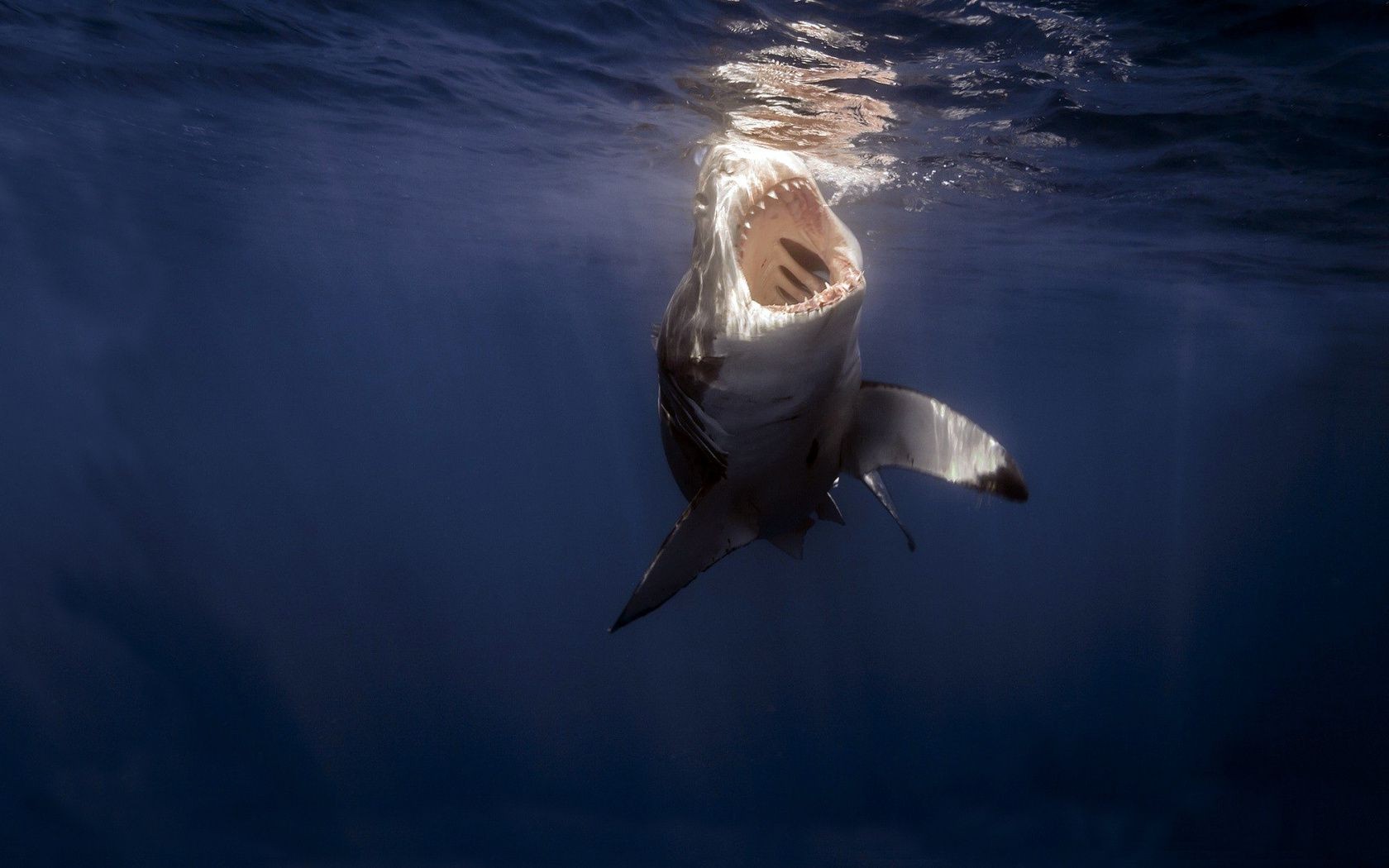 animali acqua oceano mare uccello fauna selvatica gabbiani natura all aperto sott acqua