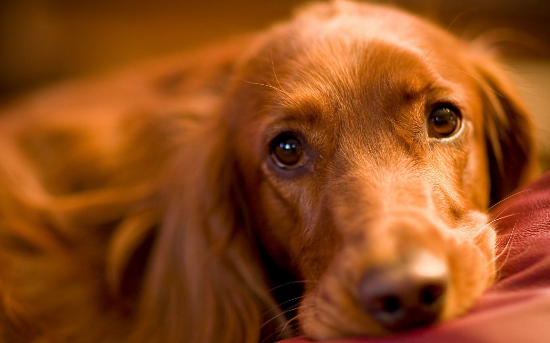 cani cane ritratto animale domestico carino canino cucciolo mammifero animale singolo studio occhio pelliccia adorabile sedersi guardare piccolo