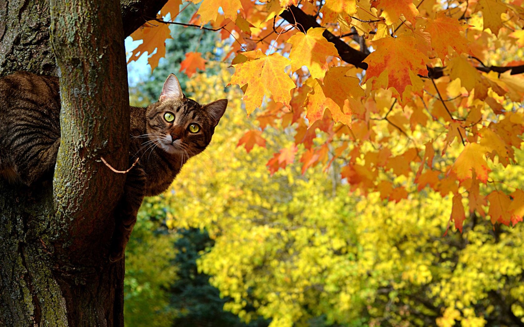 cats fall tree leaf nature season maple outdoors park color flora wood garden bright desktop branch