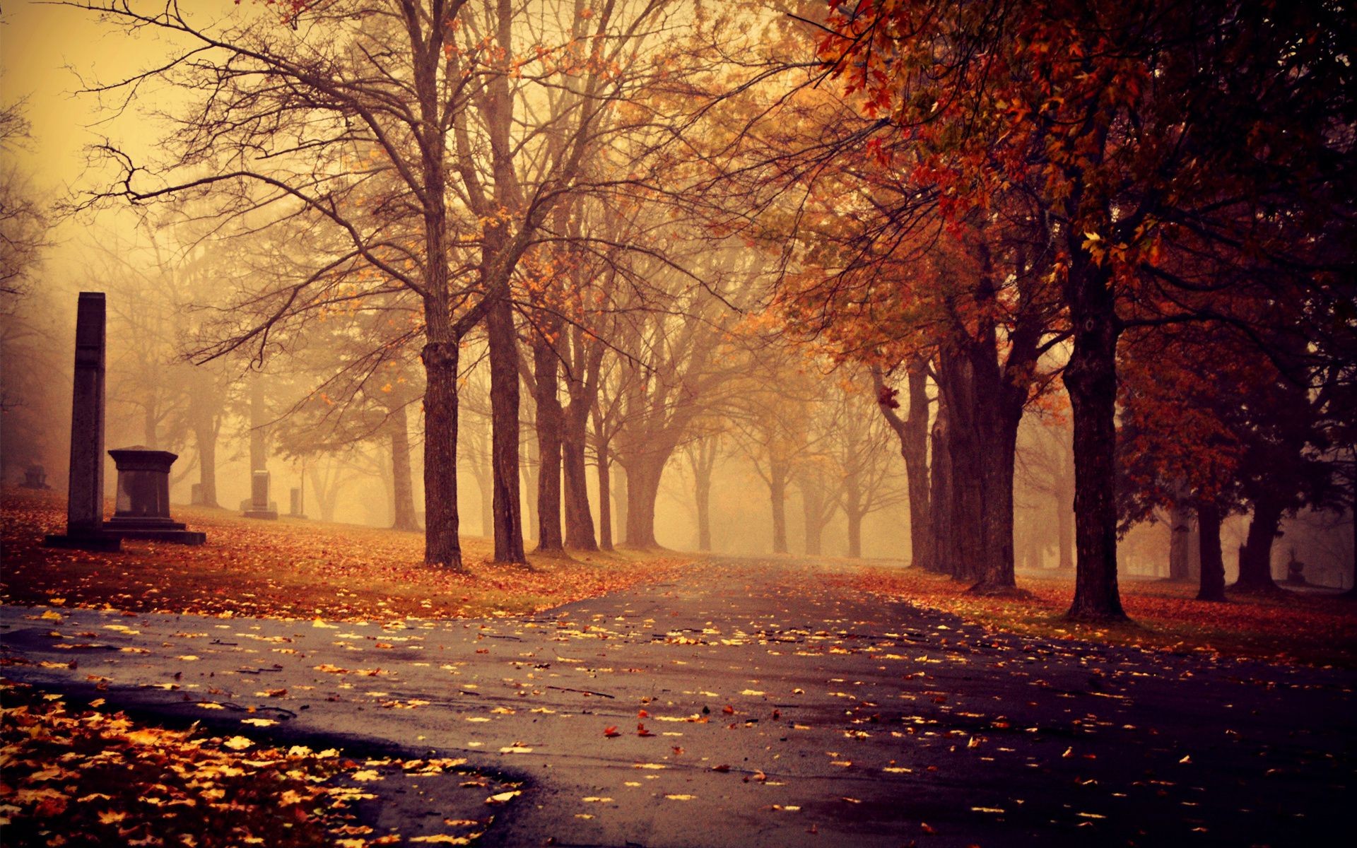 city and architecture fall tree dawn fog alley mist leaf landscape winter park backlit wood light road