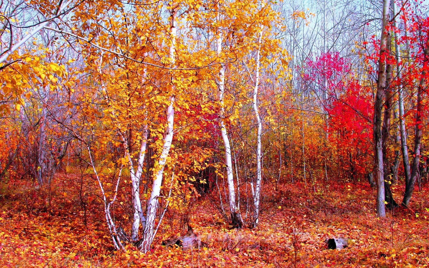 otoño otoño hoja temporada madera árbol parque paisaje rama naturaleza arce oro brillante buen tiempo escena paisaje escénico cambio medio ambiente al aire libre sendero