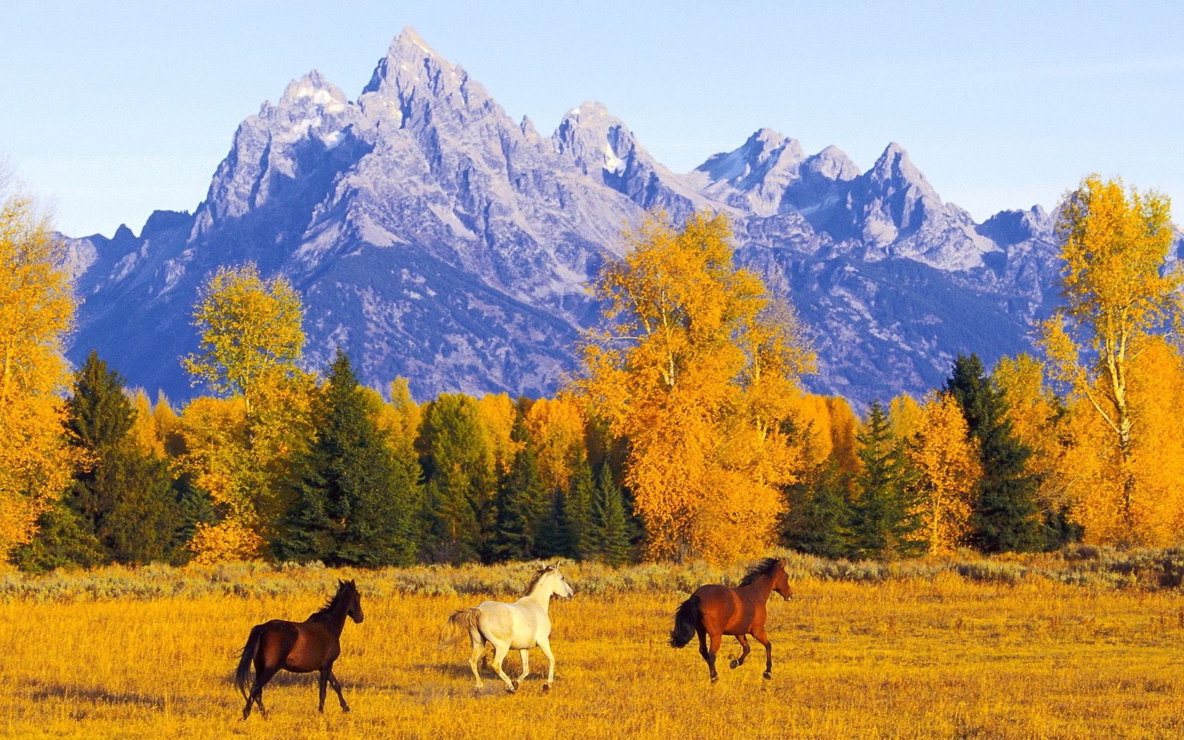 horses fall mountain outdoors wood scenic landscape tree nature daylight hayfield snow