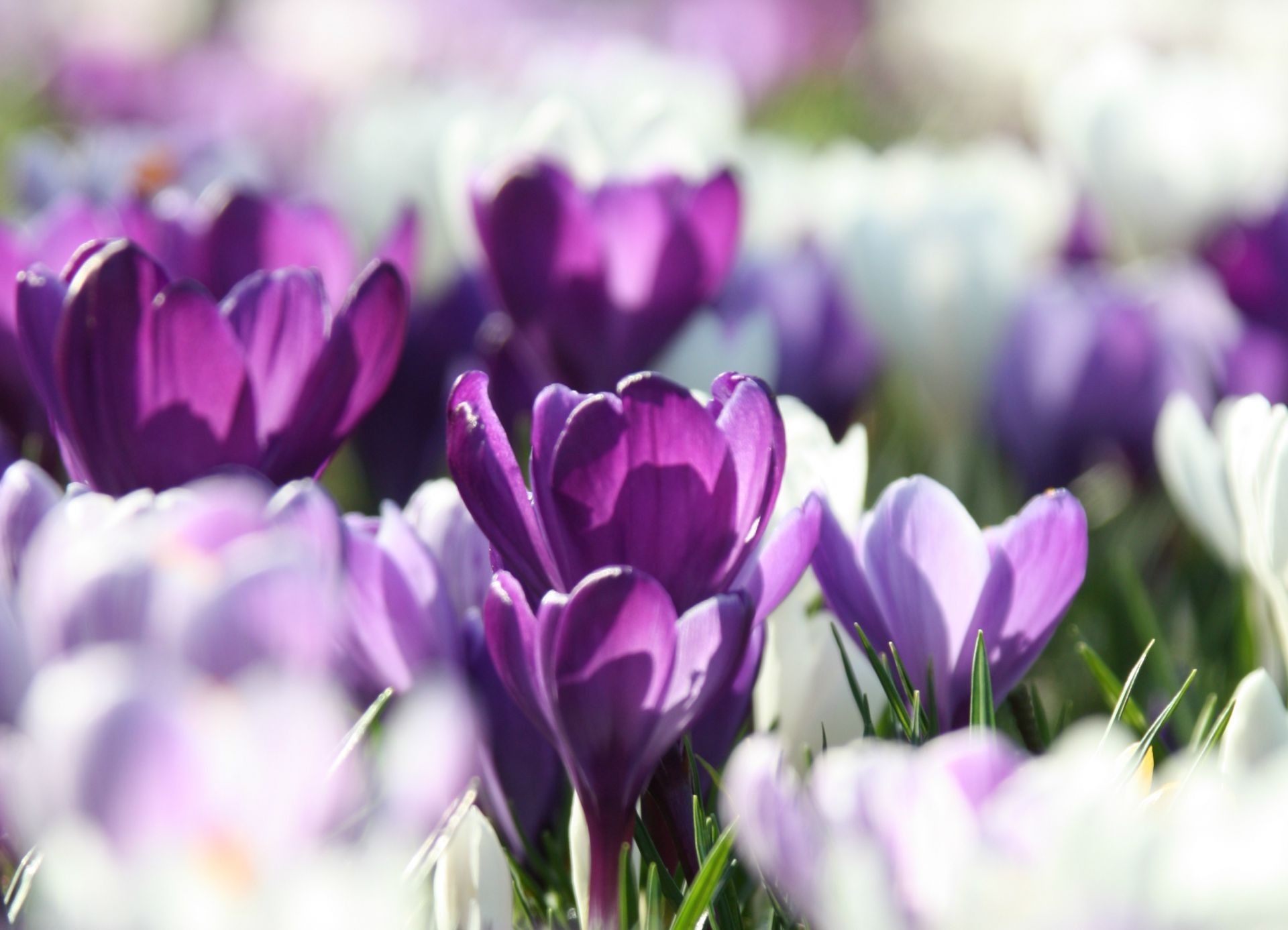 çiçekler doğa çiçek lale bahçe yaprak flora yaz paskalya tarla parlak güzel hava renk çiçek büyüme buket güneş çimen çiğdem çiçeklenme