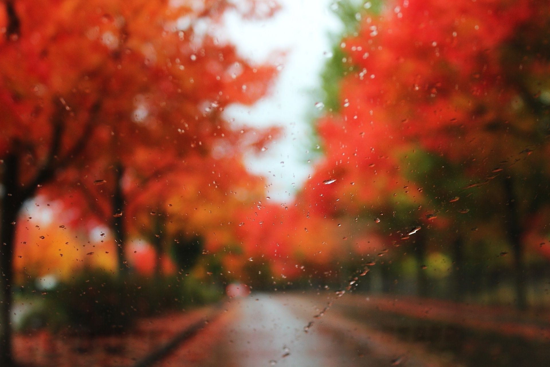 autunno colore albero astratto sfocatura luminoso foglia autunno natura desktop natale inverno luce