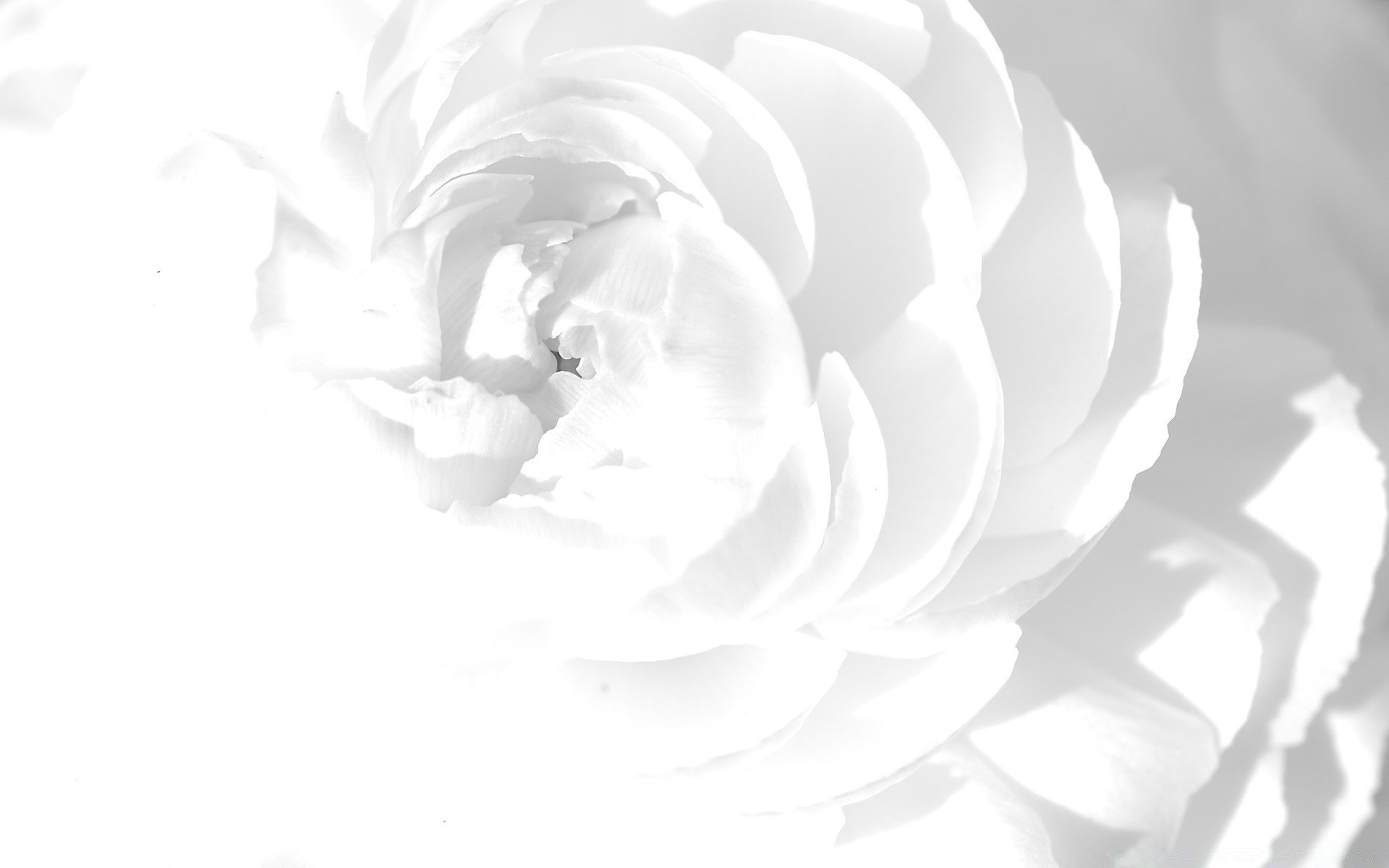 white nature flower wedding art love beautiful abstract monochrome color romance desktop