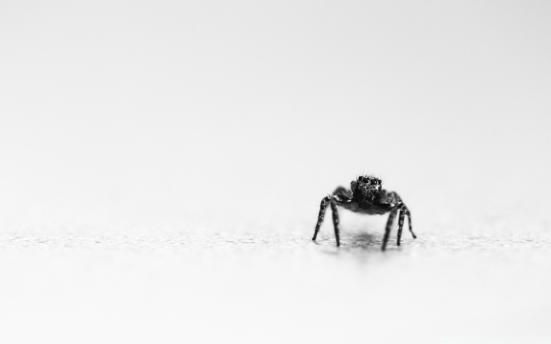 weiß schnee winter kälte natur tierwelt ein im freien nebel