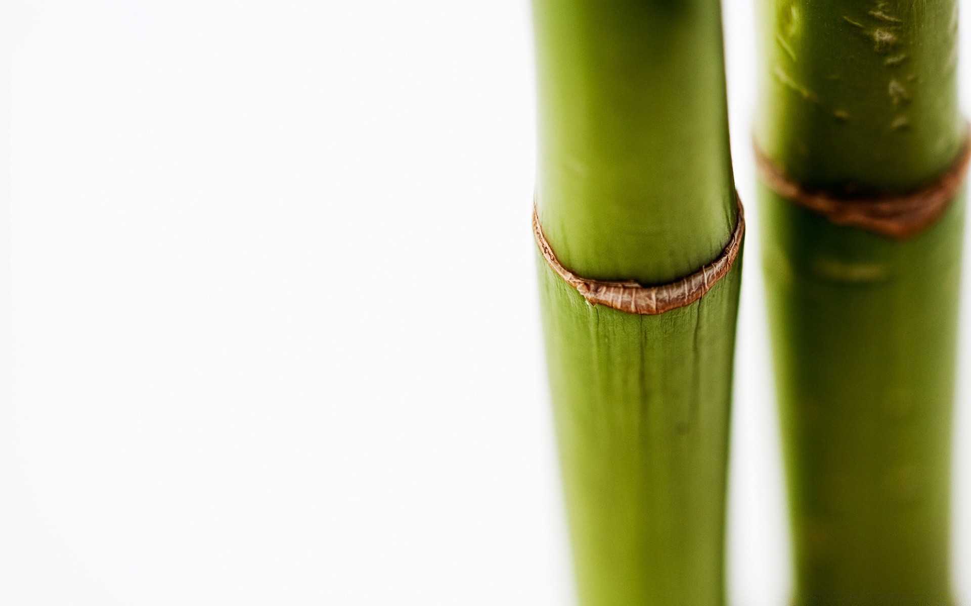 white bamboo leaf nature zen