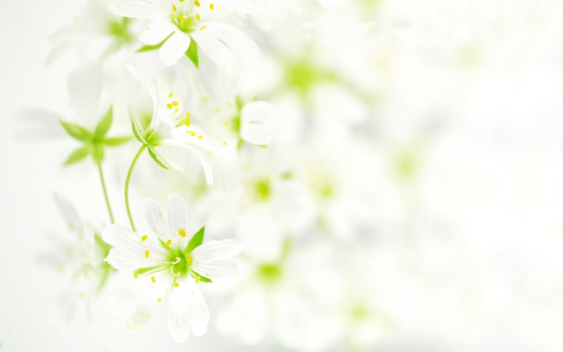 Blurred White Flowers Iphone Wallpapers For Free