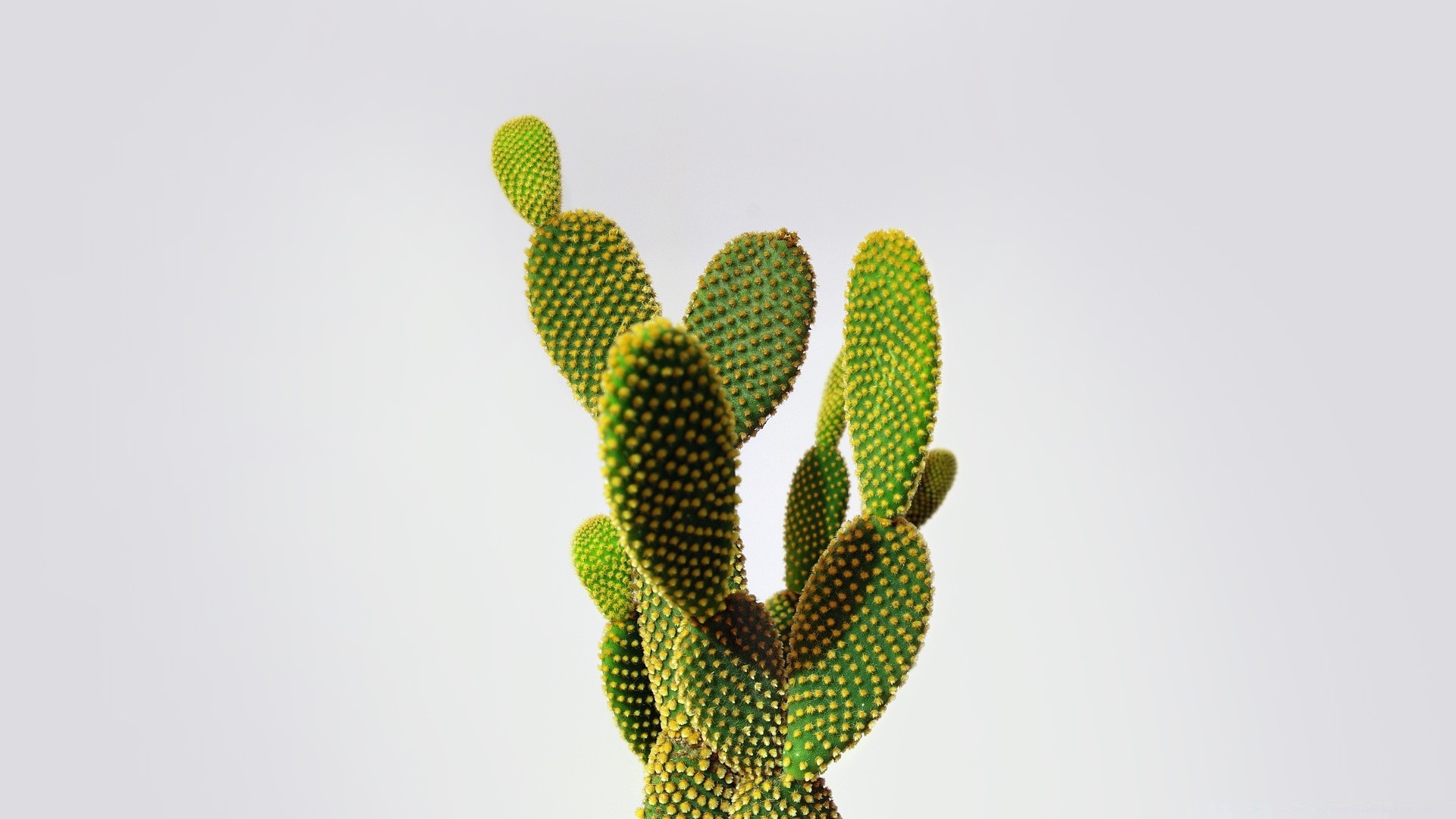 blanc nature flore cactus croissance fleur arbre feuille