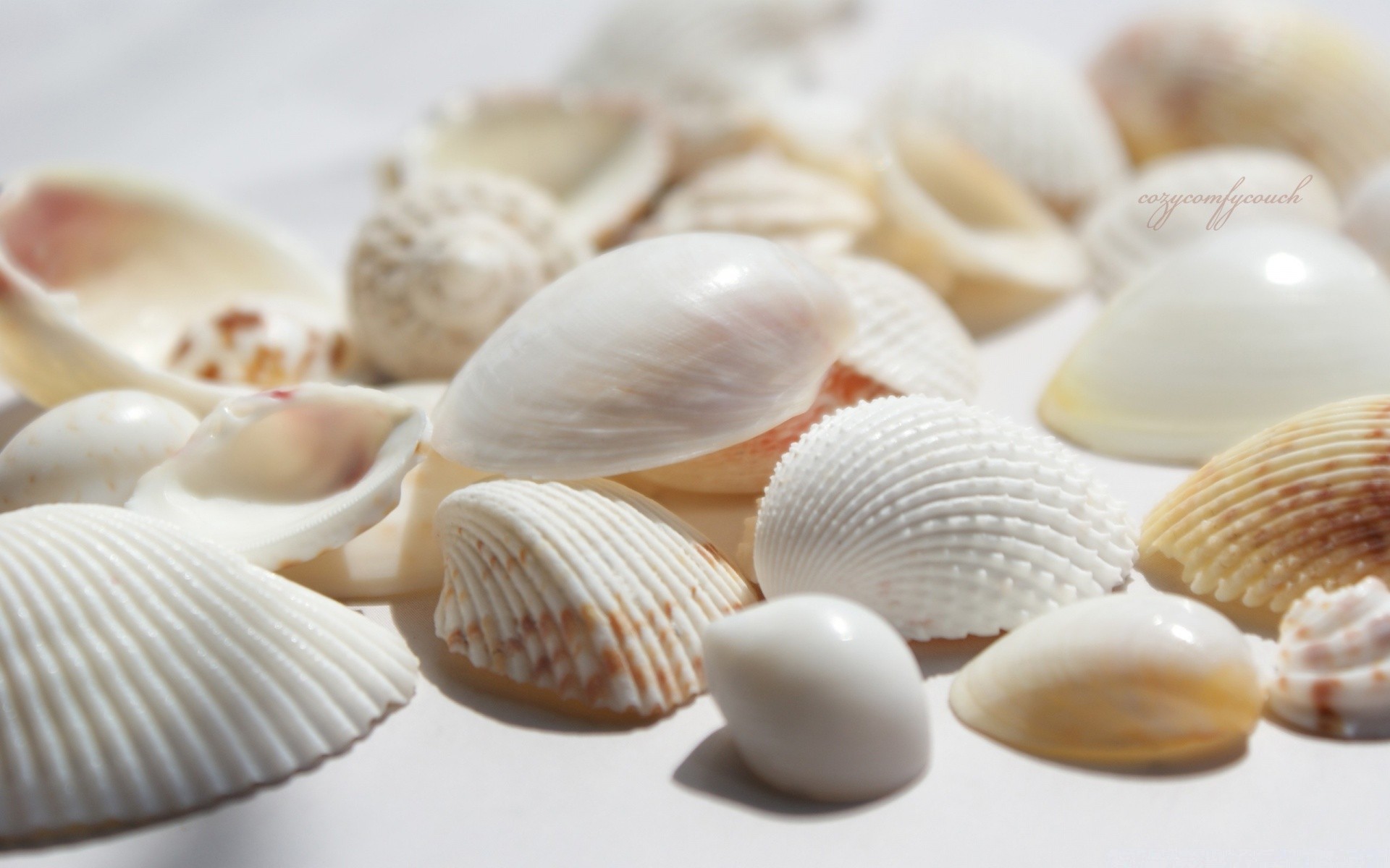 bianco conchiglie conchiglia vongole mollusco capesante bambola conch desktop mare conchiglia stella di mare souvenir natura relax mare cibo primo piano tropicale